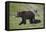 Grizzly Bear (Ursus Arctos Horribilis) Sow and Three Cubs of the Year, Yellowstone National Park-James Hager-Framed Premier Image Canvas