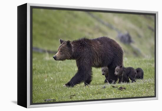 Grizzly Bear (Ursus Arctos Horribilis) Sow and Three Cubs of the Year, Yellowstone National Park-James Hager-Framed Premier Image Canvas