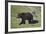 Grizzly Bear (Ursus Arctos Horribilis) Sow and Three Cubs of the Year, Yellowstone National Park-James Hager-Framed Photographic Print