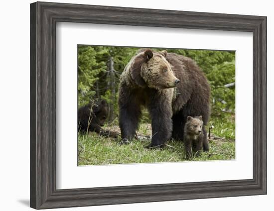 Grizzly Bear (Ursus Arctos Horribilis) Sow and Two Cubs of the Year, Yellowstone National Park-James Hager-Framed Photographic Print