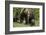 Grizzly Bear (Ursus Arctos Horribilis) Sow and Two Cubs of the Year, Yellowstone National Park-James Hager-Framed Photographic Print