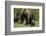 Grizzly Bear (Ursus Arctos Horribilis) Sow and Two Cubs of the Year, Yellowstone National Park-James Hager-Framed Photographic Print