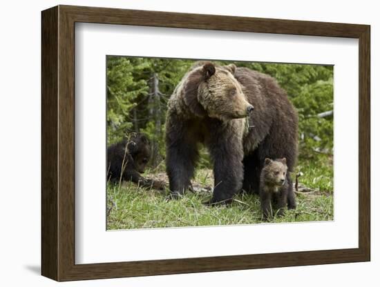 Grizzly Bear (Ursus Arctos Horribilis) Sow and Two Cubs of the Year, Yellowstone National Park-James Hager-Framed Photographic Print