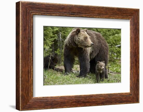 Grizzly Bear (Ursus Arctos Horribilis) Sow and Two Cubs of the Year, Yellowstone National Park-James Hager-Framed Photographic Print