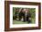 Grizzly Bear (Ursus Arctos Horribilis) Sow and Two Cubs of the Year, Yellowstone National Park-James Hager-Framed Photographic Print