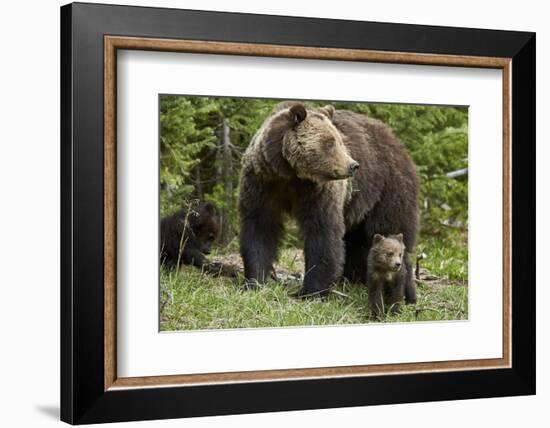 Grizzly Bear (Ursus Arctos Horribilis) Sow and Two Cubs of the Year, Yellowstone National Park-James Hager-Framed Photographic Print