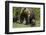 Grizzly Bear (Ursus Arctos Horribilis) Sow and Two Cubs of the Year, Yellowstone National Park-James Hager-Framed Photographic Print