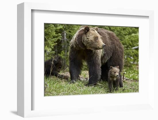 Grizzly Bear (Ursus Arctos Horribilis) Sow and Two Cubs of the Year, Yellowstone National Park-James Hager-Framed Photographic Print