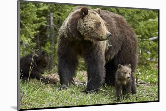 Grizzly Bear (Ursus Arctos Horribilis) Sow and Two Cubs of the Year, Yellowstone National Park-James Hager-Mounted Photographic Print