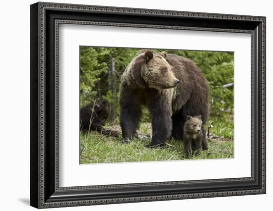 Grizzly Bear (Ursus Arctos Horribilis) Sow and Two Cubs of the Year, Yellowstone National Park-James Hager-Framed Photographic Print