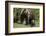 Grizzly Bear (Ursus Arctos Horribilis) Sow and Two Cubs of the Year, Yellowstone National Park-James Hager-Framed Photographic Print