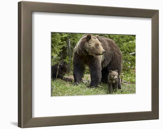 Grizzly Bear (Ursus Arctos Horribilis) Sow and Two Cubs of the Year, Yellowstone National Park-James Hager-Framed Photographic Print