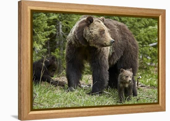 Grizzly Bear (Ursus Arctos Horribilis) Sow and Two Cubs of the Year, Yellowstone National Park-James Hager-Framed Premier Image Canvas