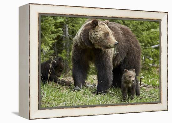 Grizzly Bear (Ursus Arctos Horribilis) Sow and Two Cubs of the Year, Yellowstone National Park-James Hager-Framed Premier Image Canvas