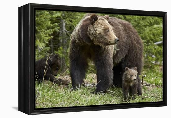 Grizzly Bear (Ursus Arctos Horribilis) Sow and Two Cubs of the Year, Yellowstone National Park-James Hager-Framed Premier Image Canvas
