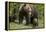 Grizzly Bear (Ursus Arctos Horribilis) Sow and Two Cubs of the Year, Yellowstone National Park-James Hager-Framed Premier Image Canvas