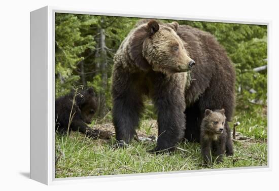 Grizzly Bear (Ursus Arctos Horribilis) Sow and Two Cubs of the Year, Yellowstone National Park-James Hager-Framed Premier Image Canvas