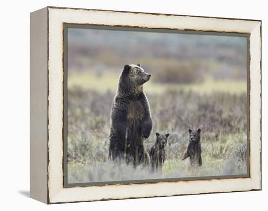 Grizzly Bear (Ursus Arctos Horribilis) Sow and Two Cubs of Year All Standing Up on their Hind Legs-James Hager-Framed Premier Image Canvas