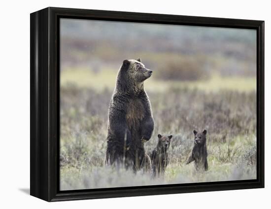 Grizzly Bear (Ursus Arctos Horribilis) Sow and Two Cubs of Year All Standing Up on their Hind Legs-James Hager-Framed Premier Image Canvas