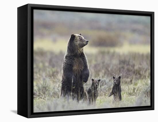 Grizzly Bear (Ursus Arctos Horribilis) Sow and Two Cubs of Year All Standing Up on their Hind Legs-James Hager-Framed Premier Image Canvas