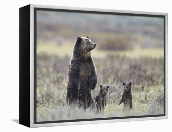 Grizzly Bear (Ursus Arctos Horribilis) Sow and Two Cubs of Year All Standing Up on their Hind Legs-James Hager-Framed Premier Image Canvas
