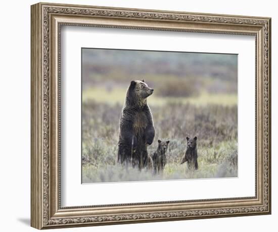 Grizzly Bear (Ursus Arctos Horribilis) Sow and Two Cubs of Year All Standing Up on their Hind Legs-James Hager-Framed Photographic Print