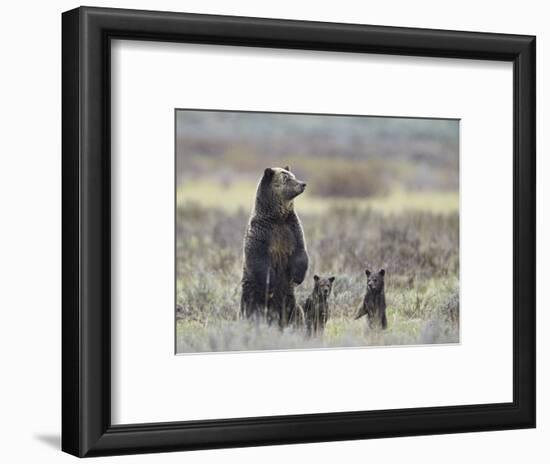 Grizzly Bear (Ursus Arctos Horribilis) Sow and Two Cubs of Year All Standing Up on their Hind Legs-James Hager-Framed Photographic Print