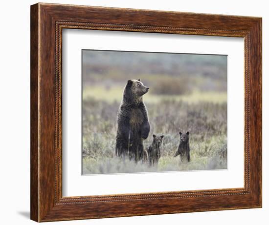 Grizzly Bear (Ursus Arctos Horribilis) Sow and Two Cubs of Year All Standing Up on their Hind Legs-James Hager-Framed Photographic Print