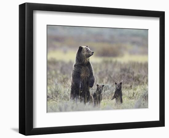 Grizzly Bear (Ursus Arctos Horribilis) Sow and Two Cubs of Year All Standing Up on their Hind Legs-James Hager-Framed Photographic Print