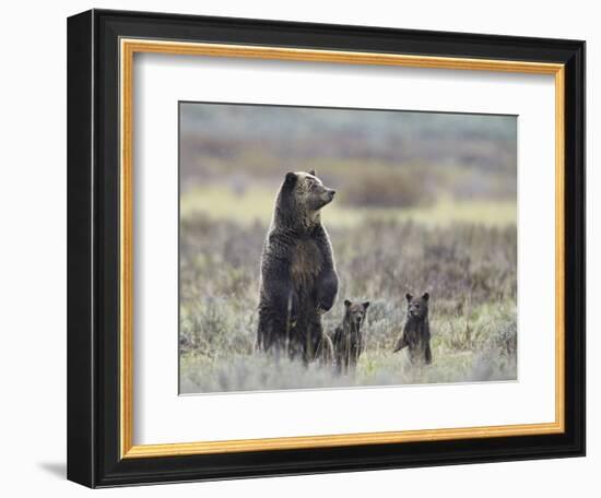 Grizzly Bear (Ursus Arctos Horribilis) Sow and Two Cubs of Year All Standing Up on their Hind Legs-James Hager-Framed Photographic Print