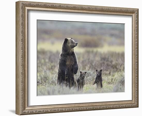 Grizzly Bear (Ursus Arctos Horribilis) Sow and Two Cubs of Year All Standing Up on their Hind Legs-James Hager-Framed Photographic Print