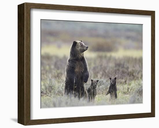 Grizzly Bear (Ursus Arctos Horribilis) Sow and Two Cubs of Year All Standing Up on their Hind Legs-James Hager-Framed Photographic Print