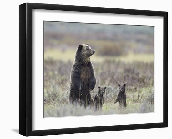 Grizzly Bear (Ursus Arctos Horribilis) Sow and Two Cubs of Year All Standing Up on their Hind Legs-James Hager-Framed Photographic Print