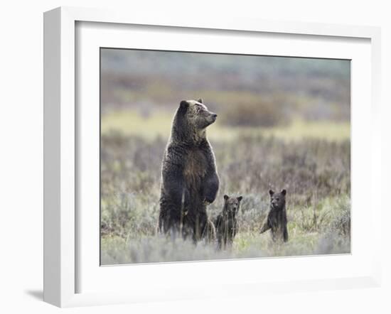 Grizzly Bear (Ursus Arctos Horribilis) Sow and Two Cubs of Year All Standing Up on their Hind Legs-James Hager-Framed Photographic Print