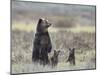 Grizzly Bear (Ursus Arctos Horribilis) Sow and Two Cubs of Year All Standing Up on their Hind Legs-James Hager-Mounted Photographic Print