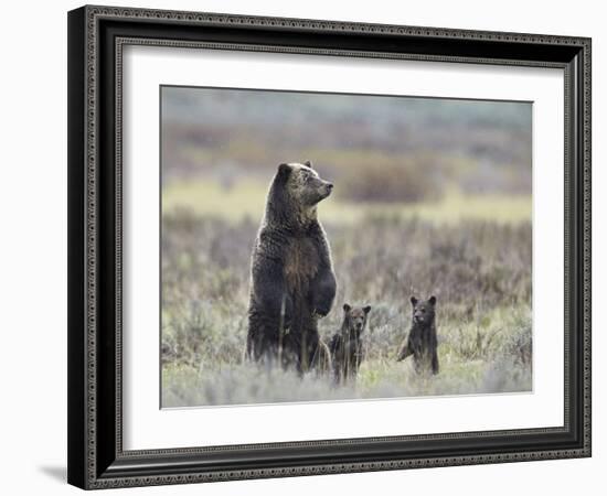 Grizzly Bear (Ursus Arctos Horribilis) Sow and Two Cubs of Year All Standing Up on their Hind Legs-James Hager-Framed Photographic Print