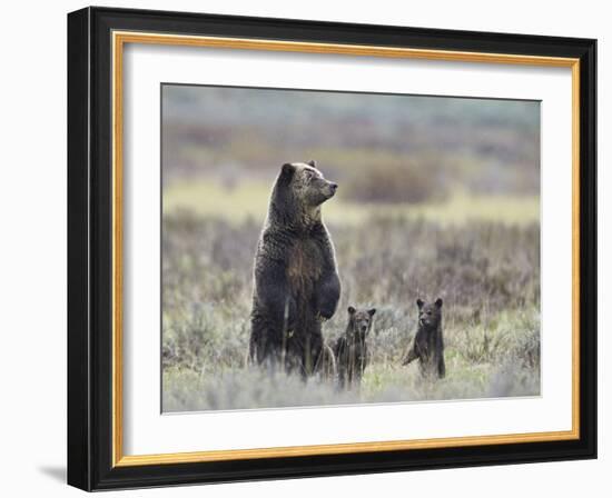 Grizzly Bear (Ursus Arctos Horribilis) Sow and Two Cubs of Year All Standing Up on their Hind Legs-James Hager-Framed Photographic Print