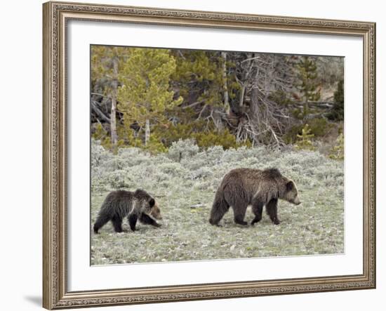 Grizzly Bear (Ursus Arctos Horribilis) Sow with a Yearling Cub, Yellowstone National Park, UNESCO W-James Hager-Framed Photographic Print