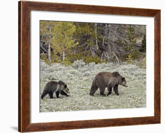 Grizzly Bear (Ursus Arctos Horribilis) Sow with a Yearling Cub, Yellowstone National Park, UNESCO W-James Hager-Framed Photographic Print