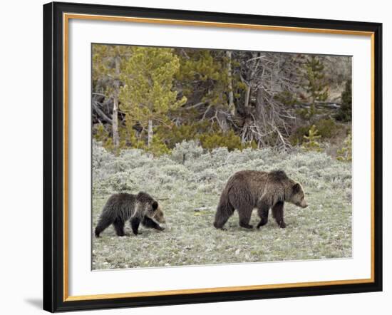 Grizzly Bear (Ursus Arctos Horribilis) Sow with a Yearling Cub, Yellowstone National Park, UNESCO W-James Hager-Framed Photographic Print