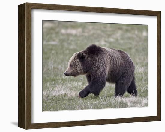 Grizzly Bear (Ursus Arctos Horribilis) Walking, Yellowstone National Park, Wyoming, USA-James Hager-Framed Photographic Print