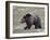 Grizzly Bear (Ursus Arctos Horribilis) Walking, Yellowstone National Park, Wyoming, USA-James Hager-Framed Photographic Print