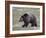 Grizzly Bear (Ursus Arctos Horribilis) Walking, Yellowstone National Park, Wyoming, USA-James Hager-Framed Photographic Print