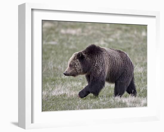 Grizzly Bear (Ursus Arctos Horribilis) Walking, Yellowstone National Park, Wyoming, USA-James Hager-Framed Photographic Print