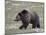 Grizzly Bear (Ursus Arctos Horribilis) Walking, Yellowstone National Park, Wyoming, USA-James Hager-Mounted Photographic Print