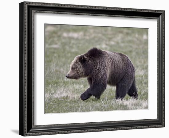 Grizzly Bear (Ursus Arctos Horribilis) Walking, Yellowstone National Park, Wyoming, USA-James Hager-Framed Photographic Print