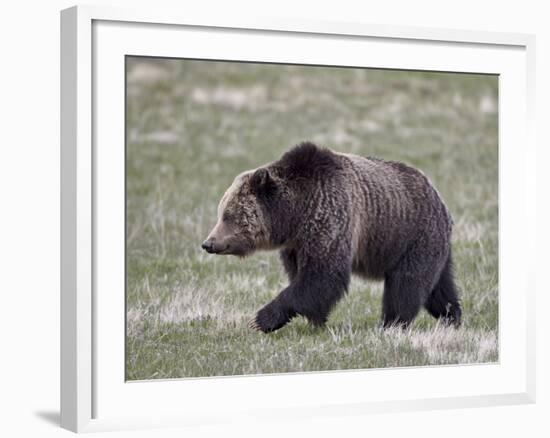 Grizzly Bear (Ursus Arctos Horribilis) Walking, Yellowstone National Park, Wyoming, USA-James Hager-Framed Photographic Print