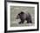 Grizzly Bear (Ursus Arctos Horribilis) Walking, Yellowstone National Park, Wyoming, USA-James Hager-Framed Photographic Print