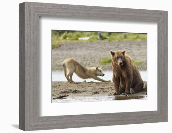 Grizzly Bear (Ursus Arctos Horribilis) With Grey Wolf (Canis Lupus) Stretching Behind-Oliver Scholey-Framed Photographic Print