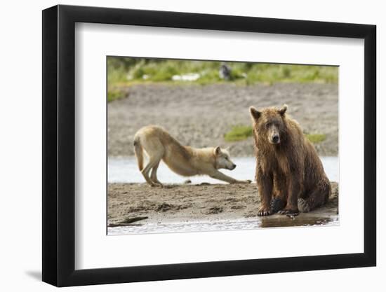 Grizzly Bear (Ursus Arctos Horribilis) With Grey Wolf (Canis Lupus) Stretching Behind-Oliver Scholey-Framed Photographic Print